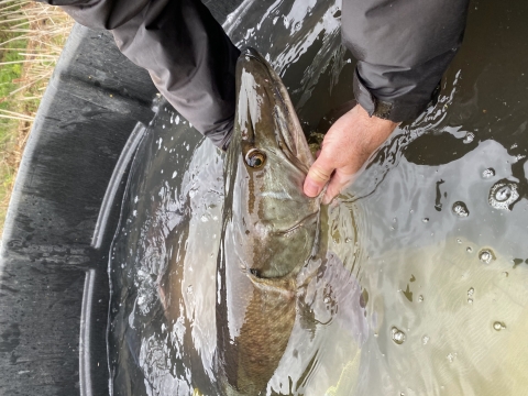 Musky caught for egg collection and released.