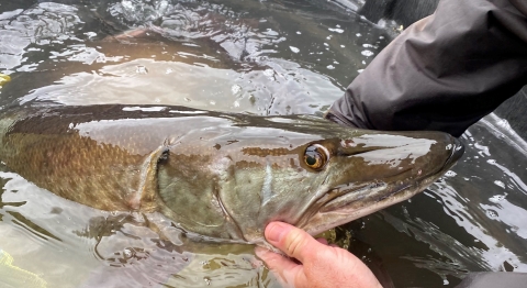 Musky caught for egg collection and released.