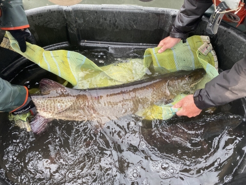 Musky being put in nylon bag. 