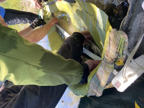Using a nylon bag, researchers can lift a musky out of the water to take measurements and collect genetic samples.  