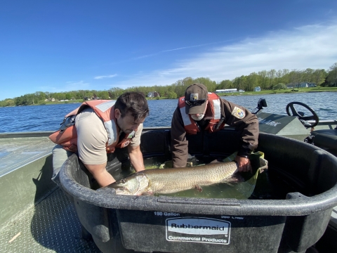 USFWS biologist releasing musky back at catch site.  