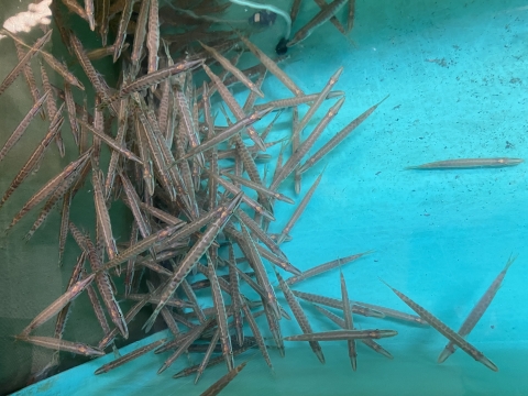 Musky fingerlings in tank