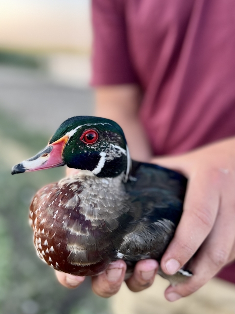 Pre-molt male Wood duck.