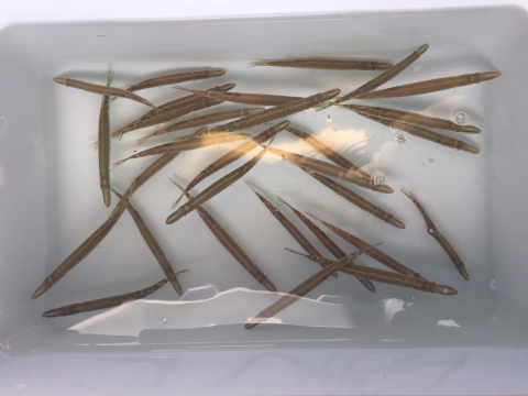 Muskellunge fingerlings in a bin ready for release. 