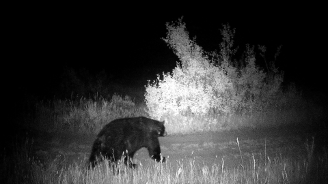 Trail camera night photo of black bear walk on dirt road.