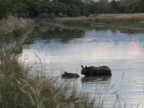 An Indian one-horned rhinoceros with calf wades through a body of water towards the grass-covered shoreline