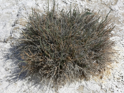 Green and brown bush in desert