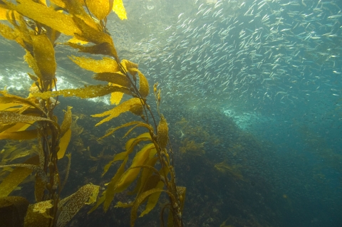 Thousands of sardines swimming with kelp underwater at Anacapa Island, Channel Islands National Marine Sanctuary.