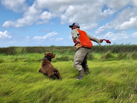 In a summer salt marsh, Man in orange vest winds up to throw a ball for a brown dog, jumping at at his feet. 
