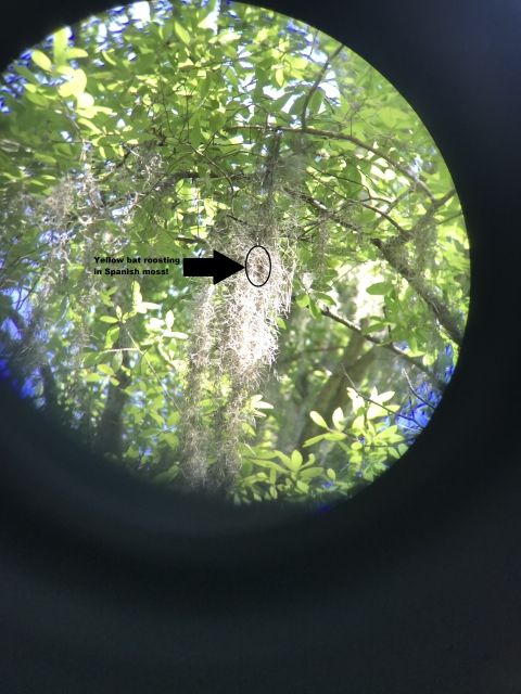 Through the lens of a telescope there is a small brown smudge in Spanish moss that hangs from tall trees. The smudge is circled to indicate the presence of a roosting bat." We'll have to get Kyle's approval to use this photo, but he may not mind.
