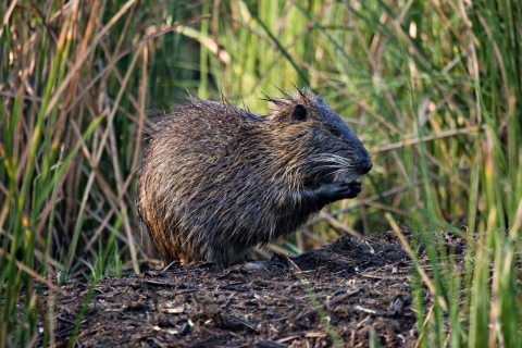 A furry, beaver-like animal perches in the mud of a coastal wetland. It uses its paws to gather marsh grass roots to eat. 