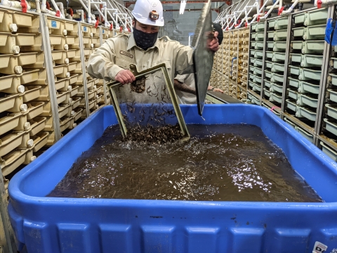 Makah National Fish Hatchery employee, Thomas Johnson, transferring salmon fry out of incubator tanks
