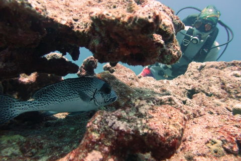 A diver finds an elusive painted sweetlip fish (Plectorhinchus picus). 