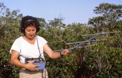 Susan tracks wading birds with wildlife radio telemetry.