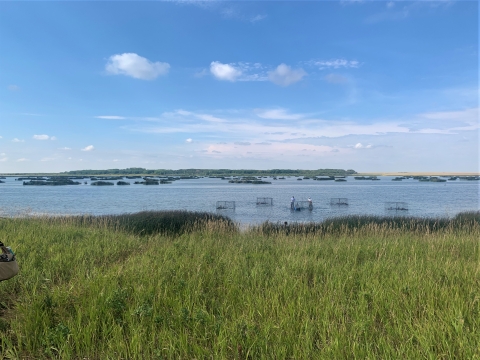 five swim in traps are set to catch ducks in a wetland surrounded by prairie grasses