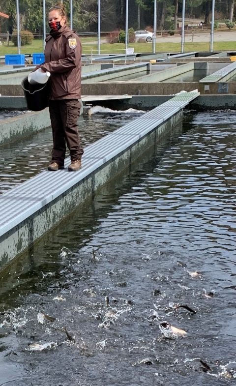 Jane Lemieux, fish culturist at Quinault National Fish Hatchery, feeding juvenile salmon. 