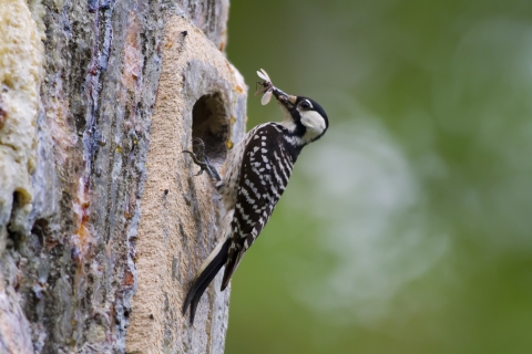 A red-cockaded woodpecker perches on a tree cavity eating an insect.