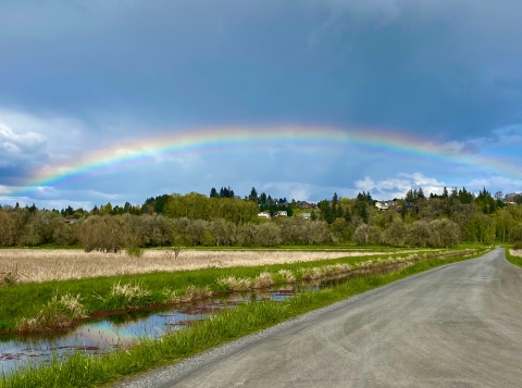 Wetlands next to road. Tree line in background. Rainbow above. 