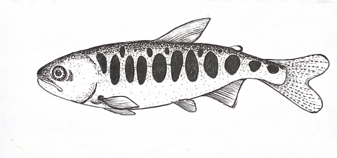 Black and white drawing of a juvenile Chinook salmon by Service intern, Hannah Ferwerda.