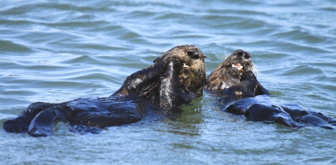 Mother sea otter and large pup floating on back in water, eating.