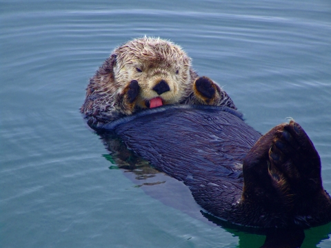 Sea otter laying on back in water, grooming its fur