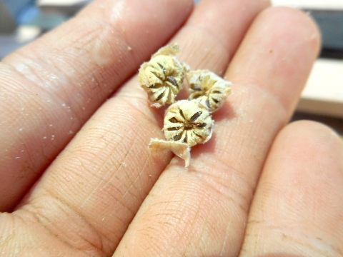 close up of seeds in hand