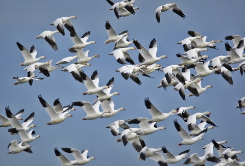 A gaggle of snow geese fly
