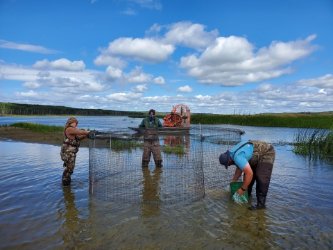 three biologists build a metal swim-in trap in a wetland