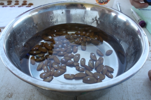 Several freshwater mussels in a bowl of water with bright white glitter tags visible on the tops of their shell.