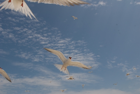 A flock of white birds fly directly above the camera against a vibrant blue sky.