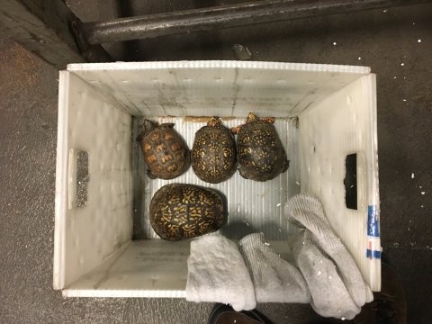 A U.S. Postal Service mail crate with four turtles inside