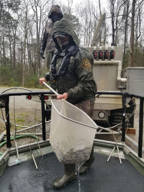 A person in waders and rain jacket carries a long-handled net half-filled with small silvery fish