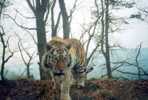  Full body picture of an Amur tiger standing by almost leafless woods and a white sky