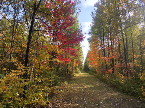 a grassy trail with towering, colorful trees in fall.
