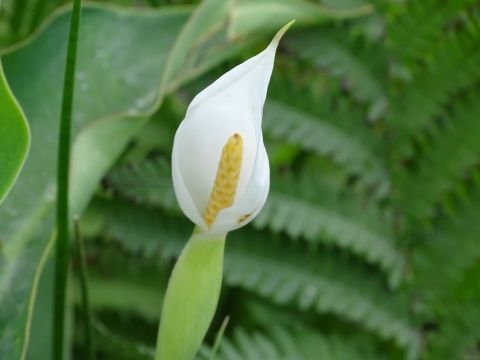 White heart-shaped petal forms a cone surrounded a yellow center stalk