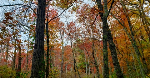 a view into the woods of trees with vibrant red and orange leaves