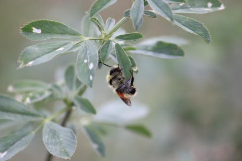 Bumble bee on alfalfa