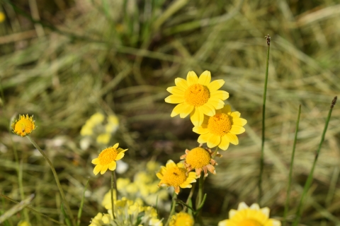 yellow daisy-like flowers with short petals 