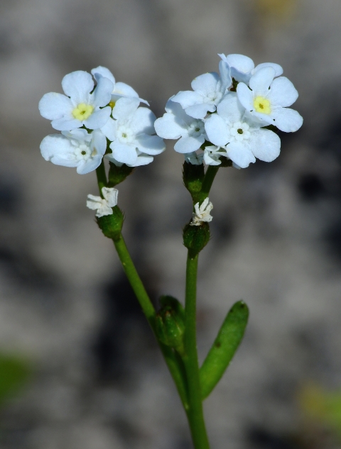 close up of two flowerheads of small yellow flowers
