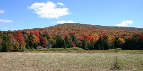 a view of a field with a mountain in the distance with colorful foliage