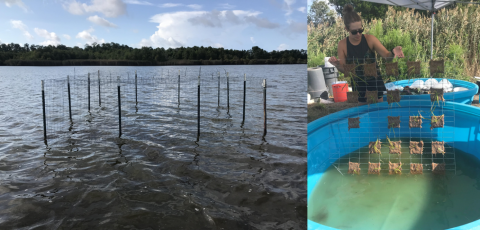 Left, a mesh box supported by rebar emerges partway out of the surface of a lake; right, a woman lifts a large piece of mesh with attached squares of vegetation out of a large pool of water.