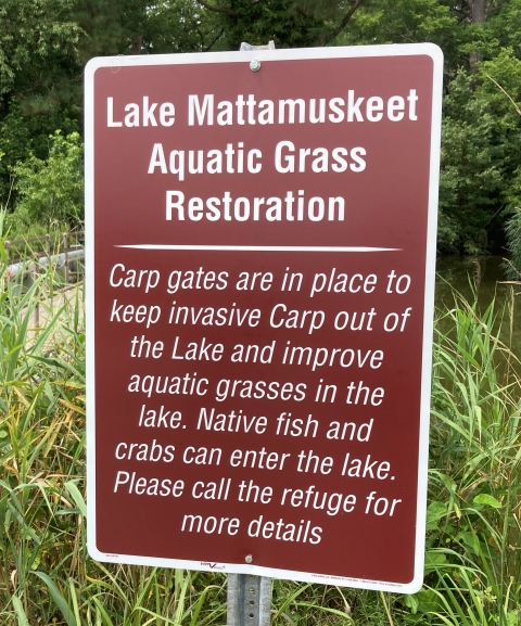 A brown sign reading "Lake Mattamuskeet Aquatic Grass Restoration | Carp Gates are in place to keep invasive carp out of the lake and improve aquatic grasses in the lake. Native fish and crabs can enter the lake. Please call the refuge for more details"