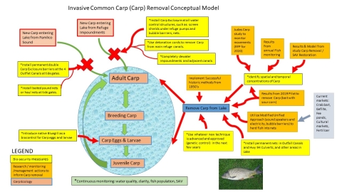A complex chart showing the model for invasive common carp removal, depicting the carp lifecycle, biosecurity measures, and research and monitoring actions. For assistance, please call Mattamuskeet NWR at 252-926-40211 