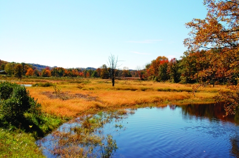 a grassy wetland surrounded by trees in autumn