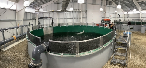 A large, circular tank filled with water inside of a hatchery building.