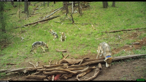 A family of Mexican wolves photographed in the wild via trail cam