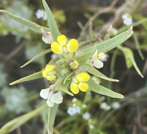 small yellow and white three petaled flowers