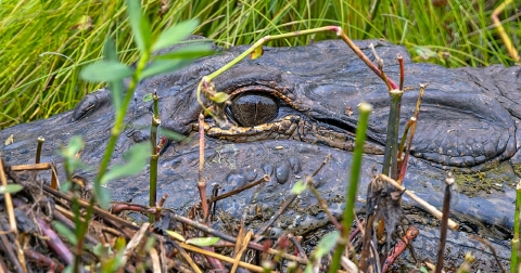 Grey alligator head shot with wide open eye-surrounded by green grass