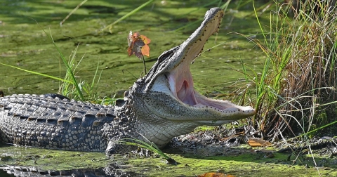 Alligator with mouth wide open,standing partially in algae-covered water