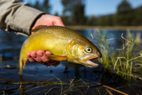 A bright yellow fish is held above the surface of water by a hand.
